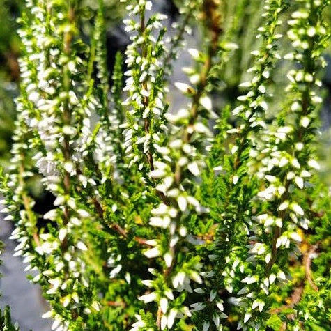 Sommerheide Long White - Bakker