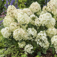 Rispenhortensie ‘Petite® Star’ - Hydrangea paniculata petite® star 'coustar02' - Bakker
