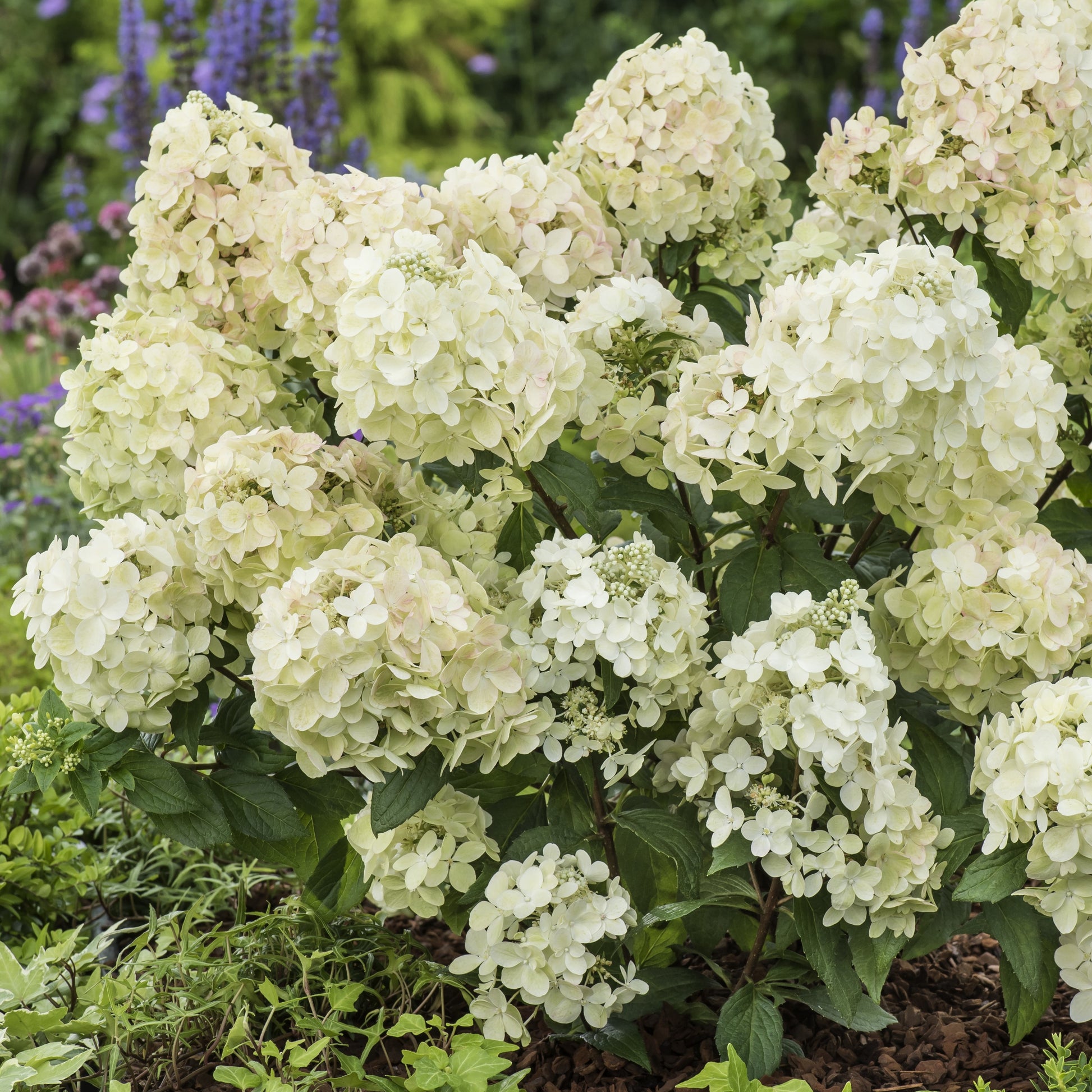 Rispenhortensie ‘Petite® Star’ - Hydrangea paniculata petite® star 'coustar02' - Bakker