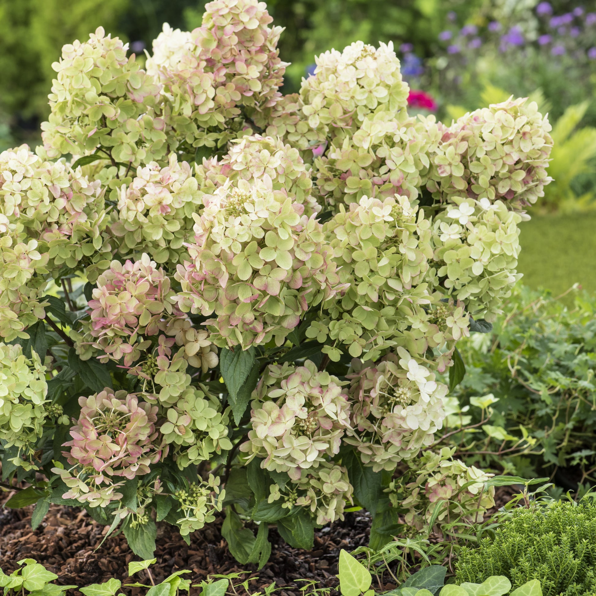 Rispenhortensie ‘Petite® Star’ - Bakker