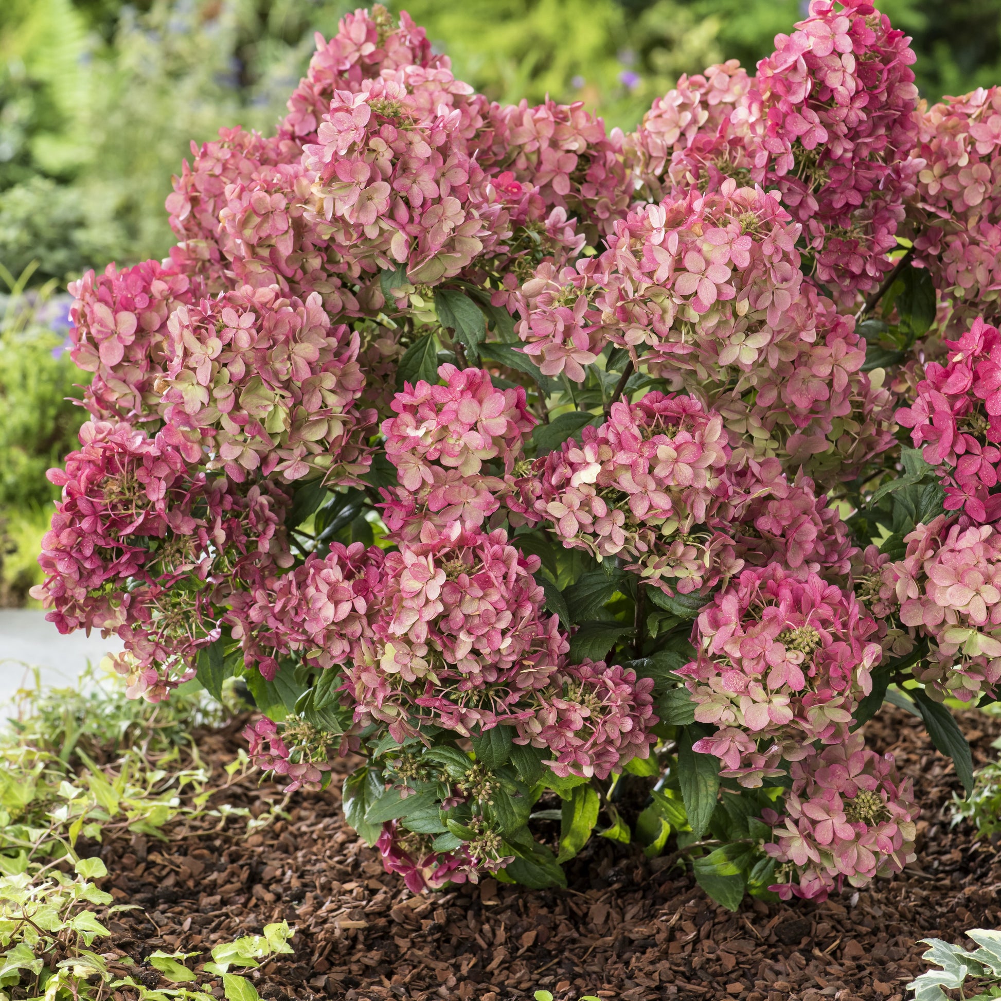 Hydrangea paniculata petite® star 'coustar02' - Rispenhortensie ‘Petite® Star’ - Blühende Sträucher