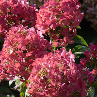 Blühende Sträucher - Rispenhortensie ‘Petite® Star’ - Hydrangea paniculata petite® star 'coustar02'