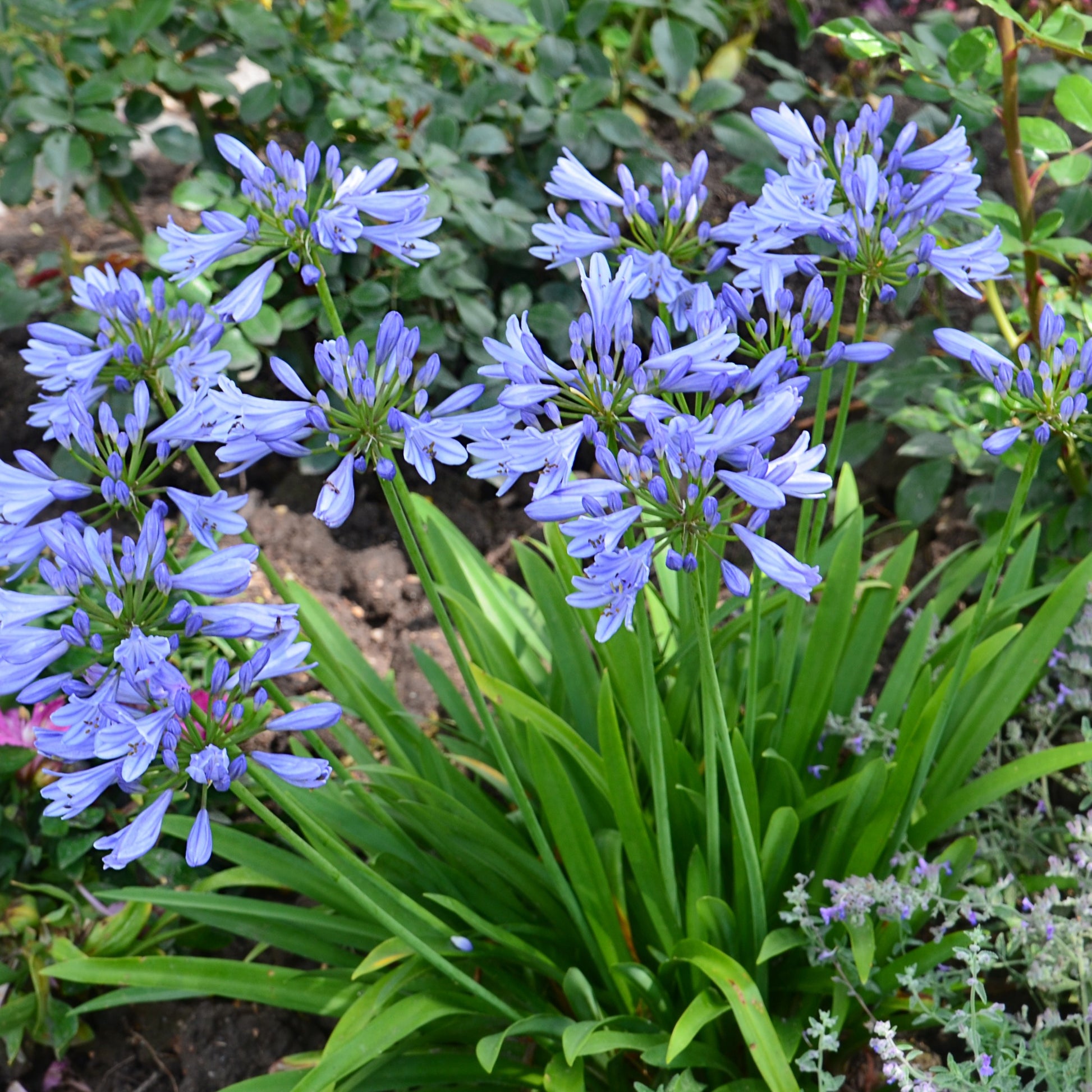 Schmucklilie ‘Pitchoune® Blue’ - Agapanthus x pitchoune ® bleu 'scrarey09' - Bakker