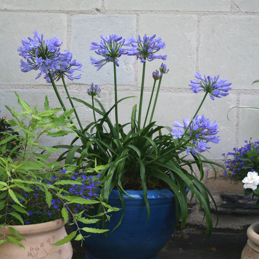 Schmucklilie ‘Pitchoune® Blue’ - Bakker