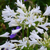 Schmucklilie PITCHOUNE® White - Agapanthus x pitchoune ® blanc 'tur161' - Bakker