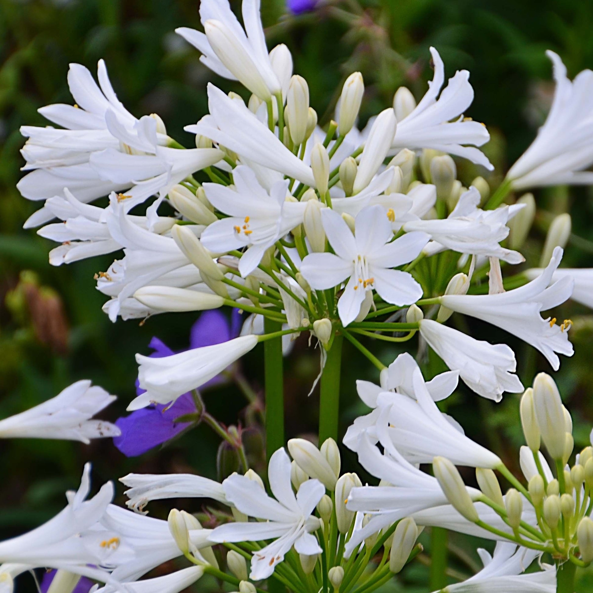 Schmucklilie PITCHOUNE® White - Agapanthus x pitchoune ® blanc 'tur161' - Bakker