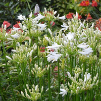 Schmucklilie PITCHOUNE® White - Bakker
