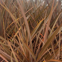 Neuseeländischer Flachs Rainbow Queen - Phormium 'rainbow queen' - Bakker