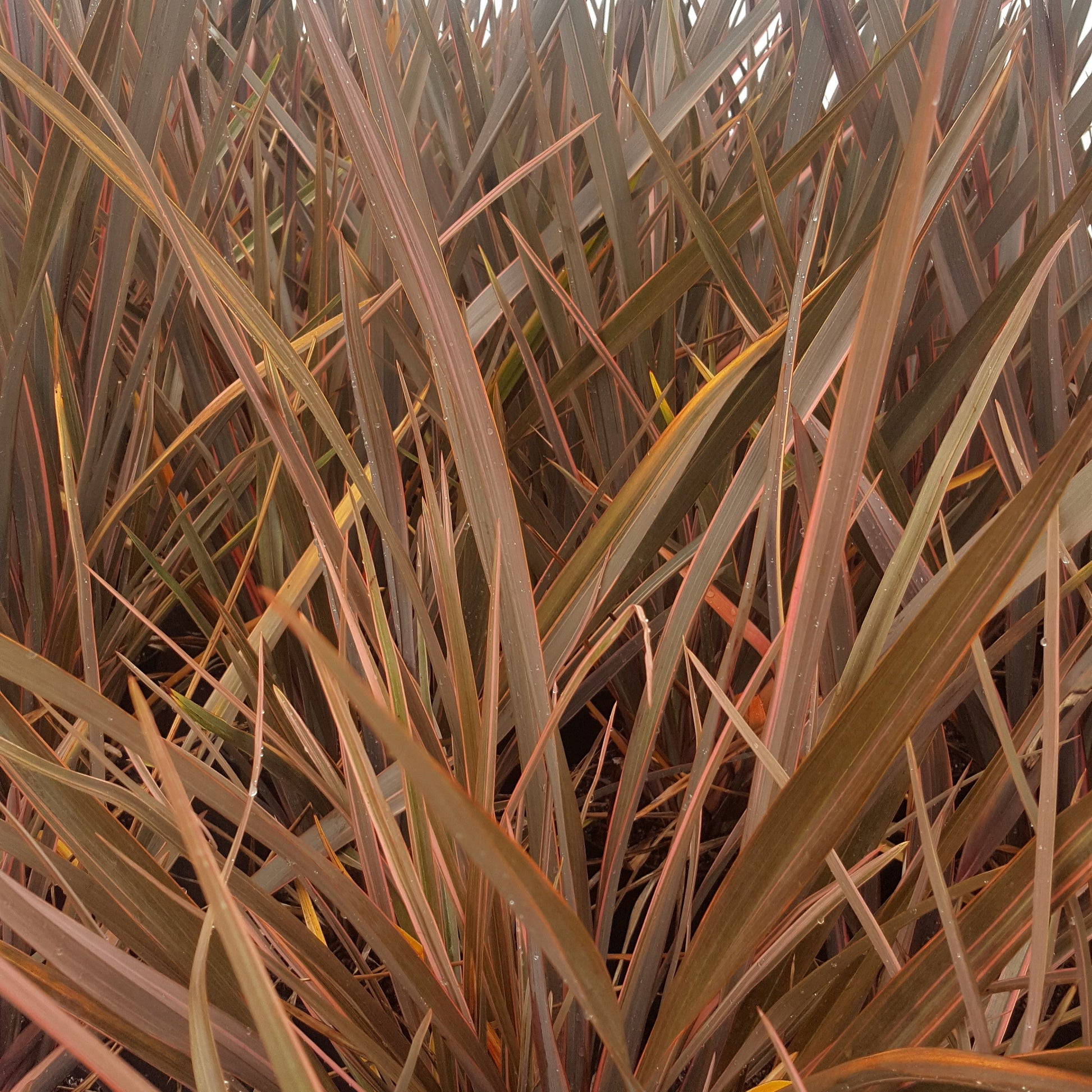 Neuseeländischer Flachs Rainbow Queen - Phormium 'rainbow queen' - Bakker