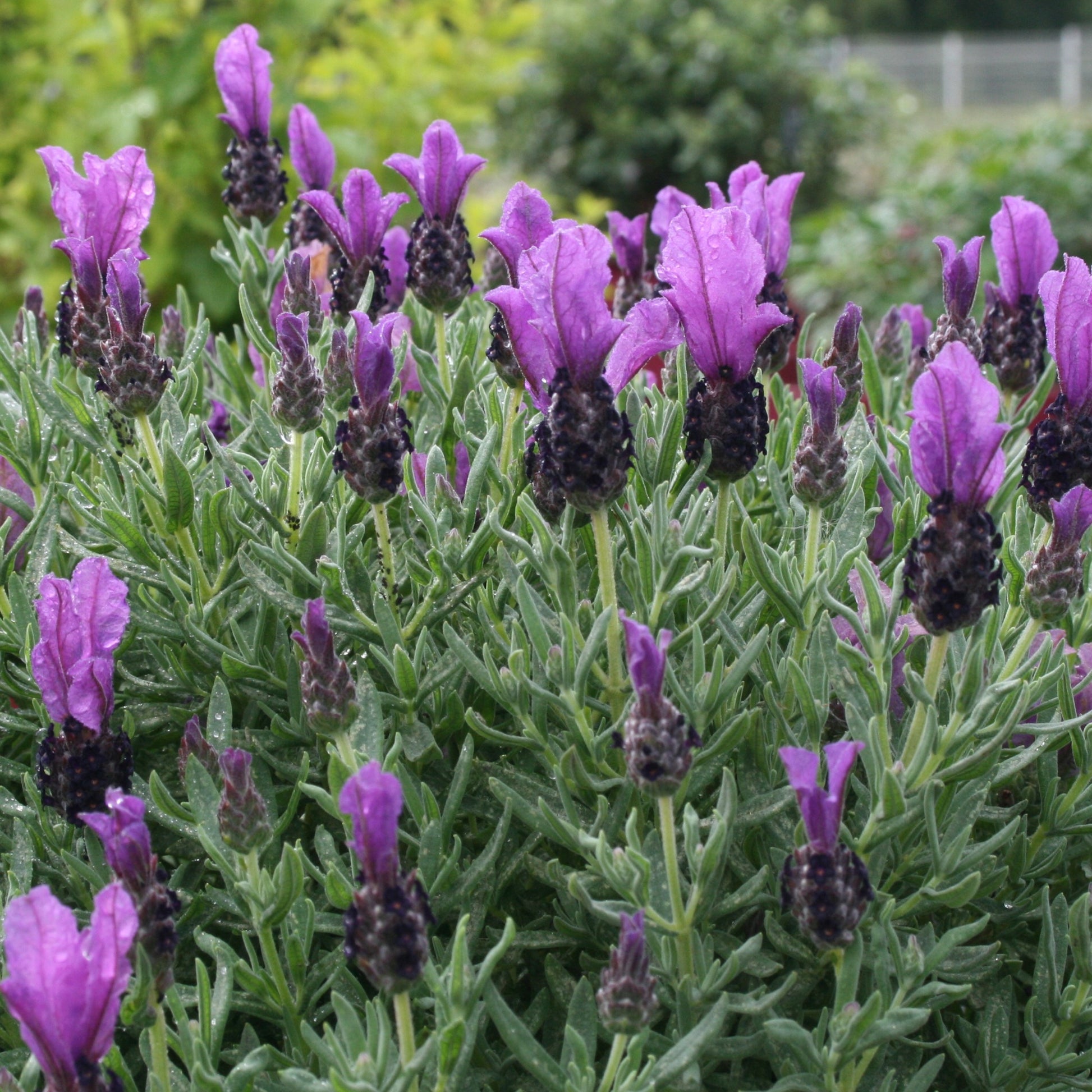 Schopflavendel MAGICAL® POSY PURPLE - Lavandula stoechas magical® posy purple 'kolma pop - Bakker