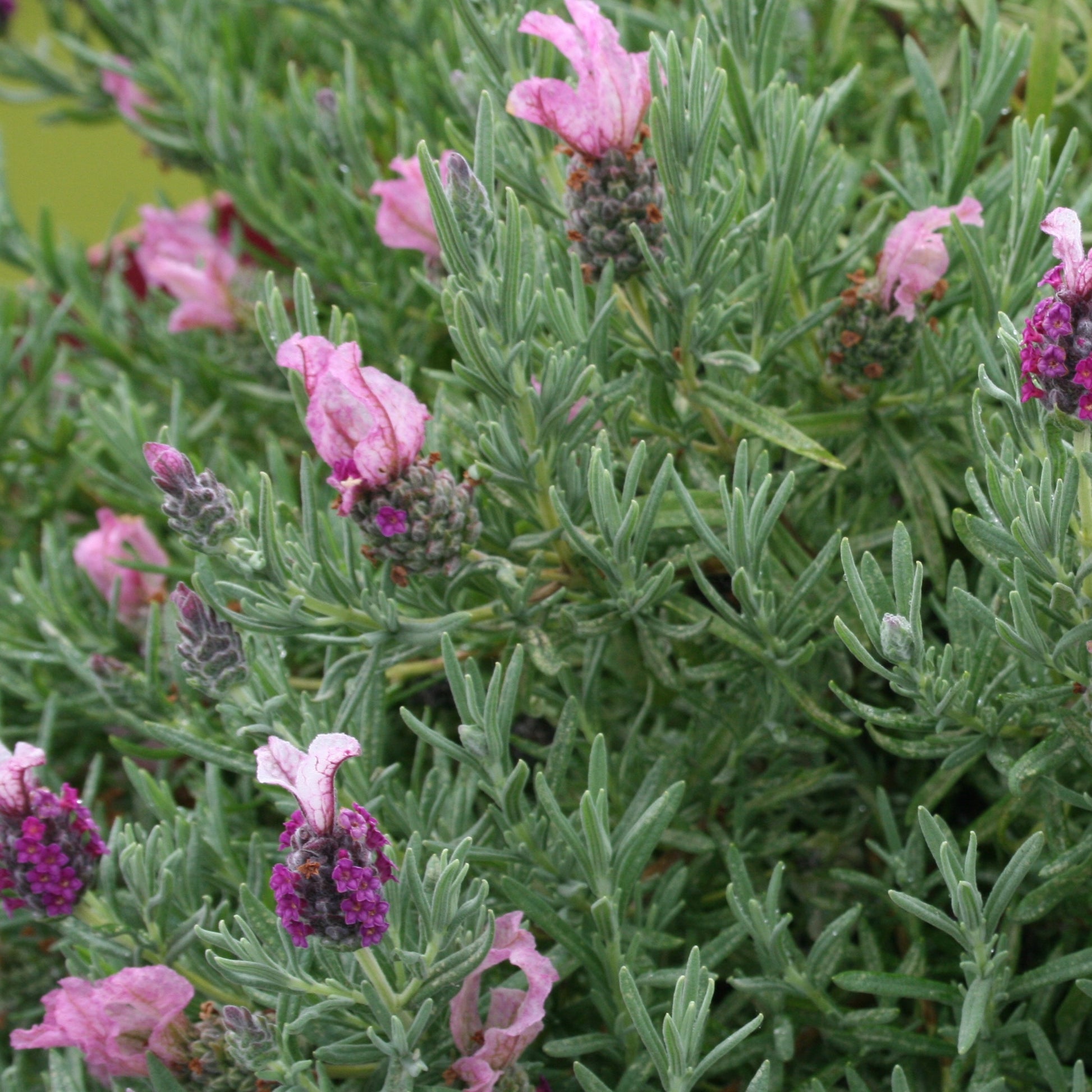Schopflavendel MAGICAL® POSY PINK - Lavandula stoechas magical® posy pink 'kolmapopi' - Bakker