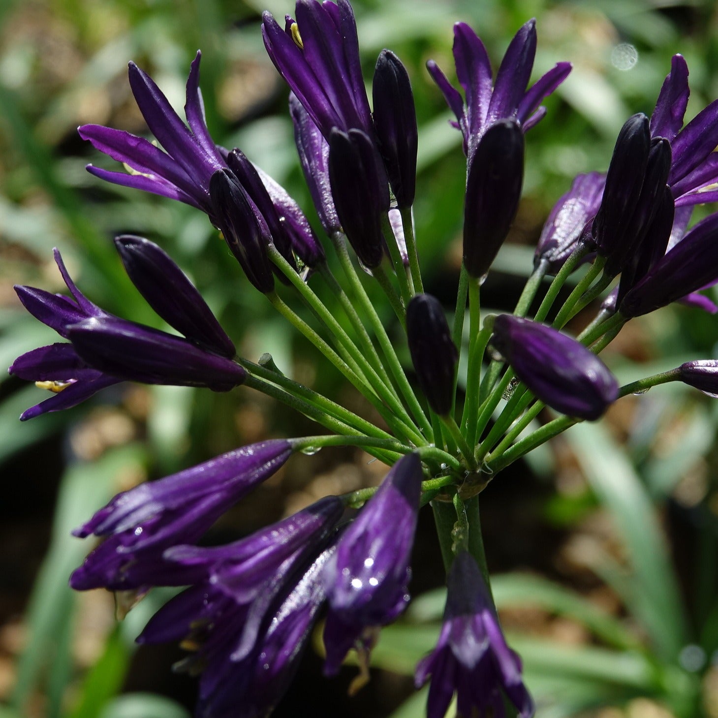 Schmucklilie PITCHOUNE ® Violet - Agapanthus x pitchoune ® violet 'mill04' - Bakker