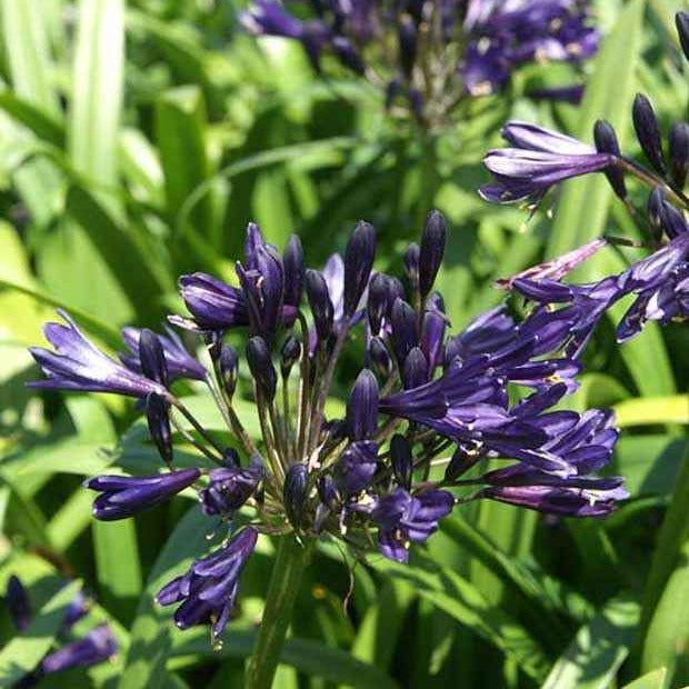 Schmucklilie PITCHOUNE ® Violet - Bakker