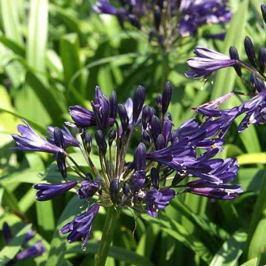 Schmucklilie PITCHOUNE ® Violet - Bakker