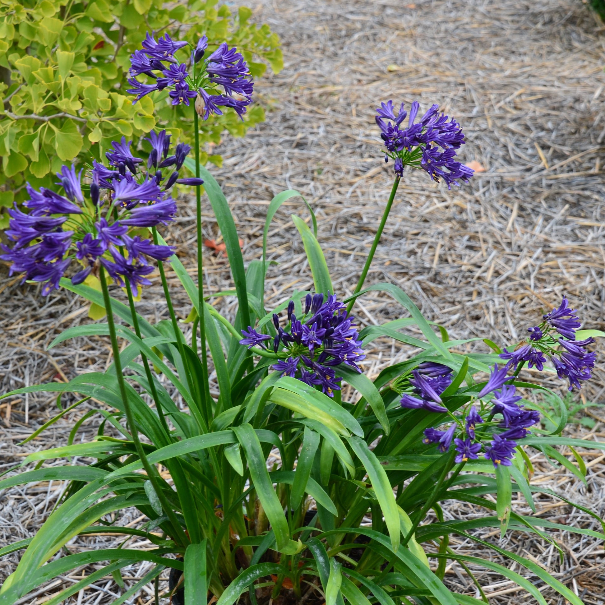 Agapanthus x pitchoune ® violet 'mill04' - Schmucklilie PITCHOUNE ® Violet - Agapanthus