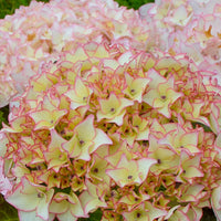 Bauernhortensie Dolce ® France - Hydrangea macrophylla dolce ® france ‘dolfranc' - Bakker