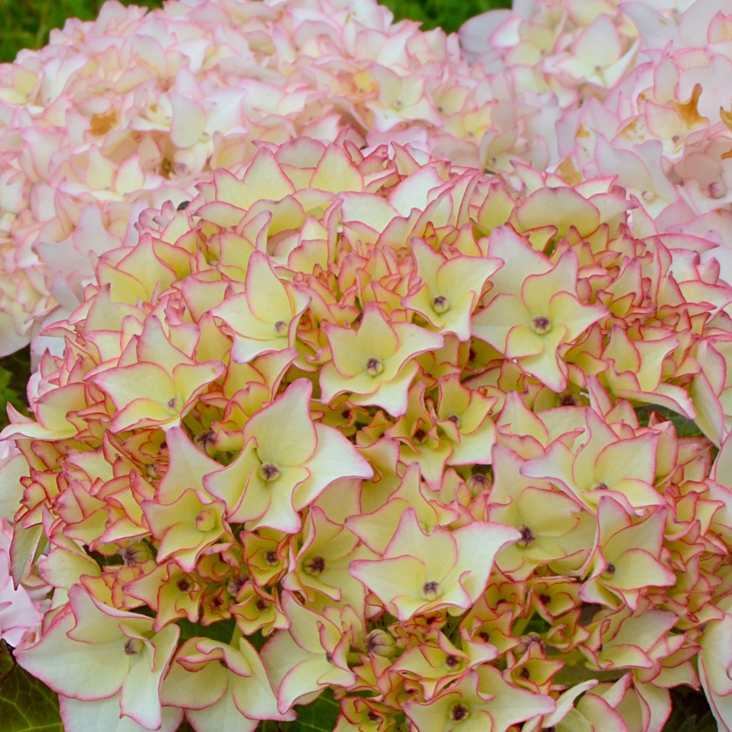 Bauernhortensie Dolce ® France - Hydrangea macrophylla dolce ® france ‘dolfranc' - Bakker