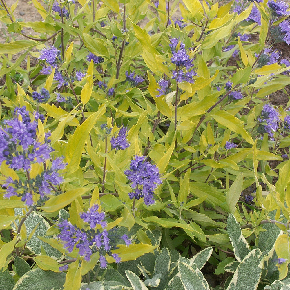 Bartblume Worcester Gold - Caryopteris clandonensis  worcester gold - Bakker