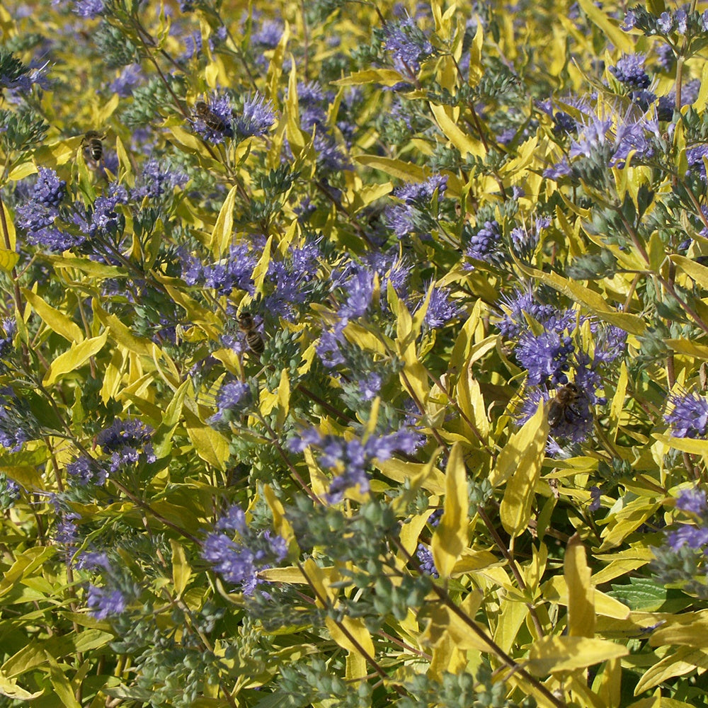 Bartblume Worcester Gold - Bakker