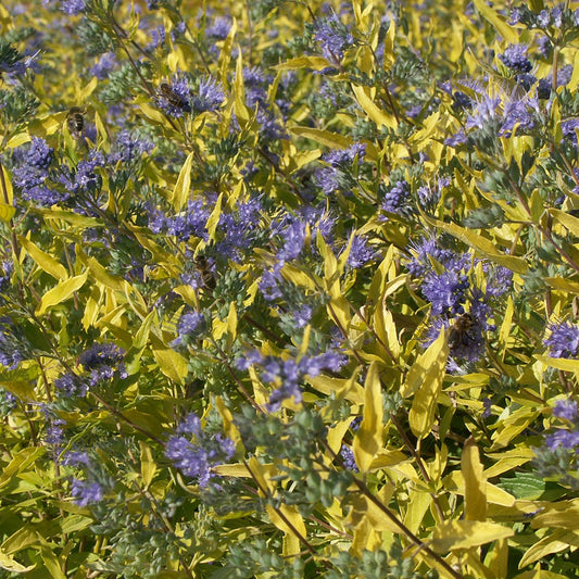 Bartblume Worcester Gold - Bakker