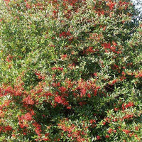 Feuerdorn Darts Red - Bakker
