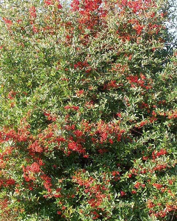 Feuerdorn Darts Red - Bakker
