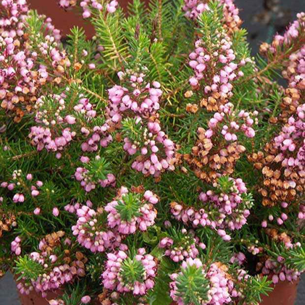 Cornwall-Heide ‘St Keverne’ - Bakker