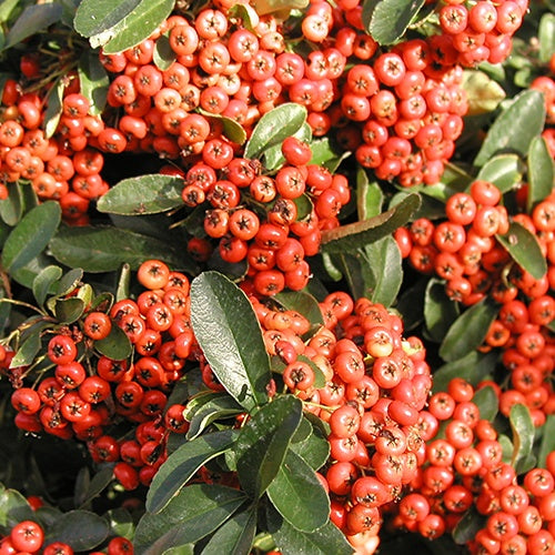 Feuerdorn ‘Saphyr® Rouge Cadrou’ - Bakker
