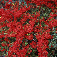 Pyracantha  saphyr ® rouge'cadrou' - Feuerdorn ‘Saphyr® Rouge Cadrou’ - Immergrüne Pflanzen