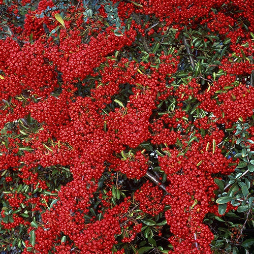 Pyracantha  saphyr ® rouge'cadrou' - Feuerdorn ‘Saphyr® Rouge Cadrou’ - Immergrüne Pflanzen