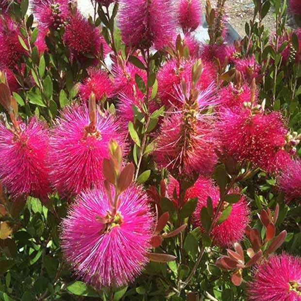 Blühende Sträucher - Zylinderputzer 'Hot Pink' - Callistemon viminalis Hot Pink