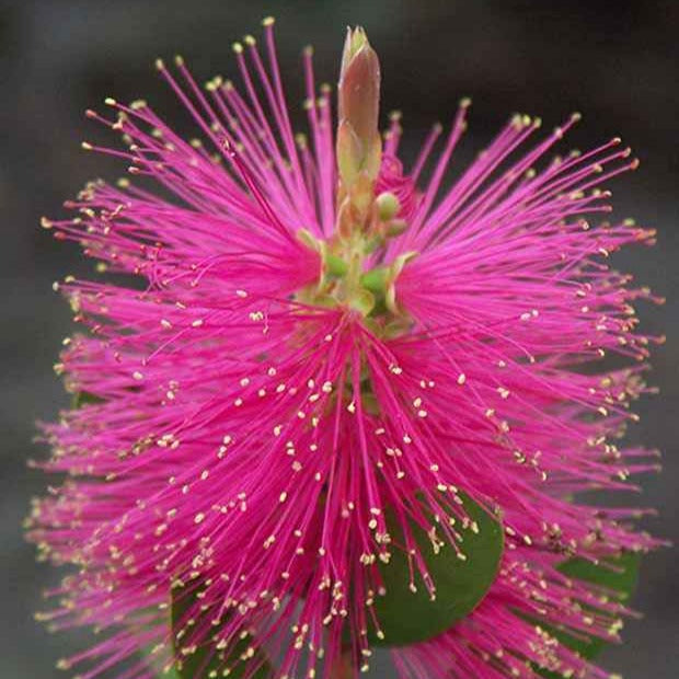 Zylinderputzer 'Hot Pink' - Callistemon viminalis Hot Pink - Bakker