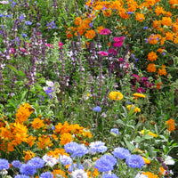 Bienen- & Schmetterlingsblumen Mischung - Bakker
