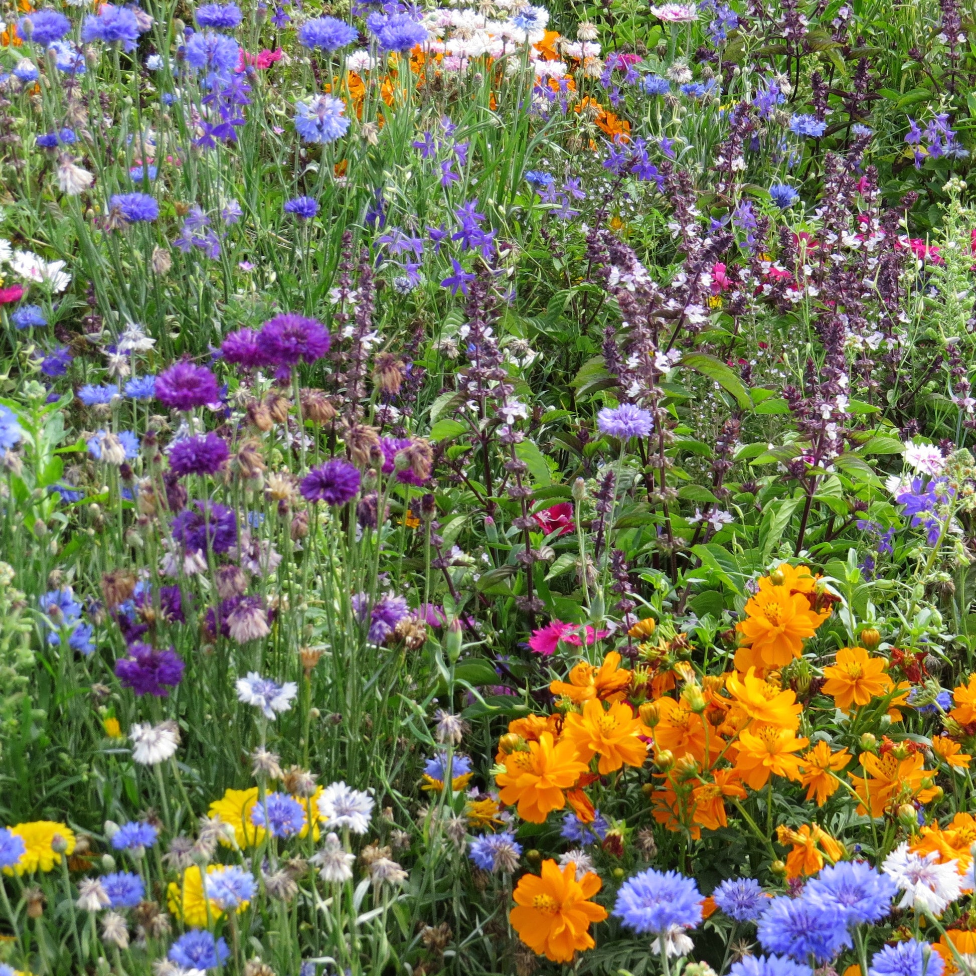 Bienen- & Schmetterlingsblumen Mischung - Mélange mellifère et papillon varié - Bakker