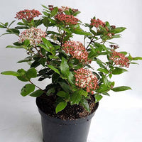 Viburnum tinus Gwenllian - Lorbeer-Schneeball 'Gwenllian' - Viburnum