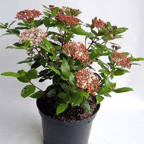 Viburnum tinus Gwenllian - Lorbeer-Schneeball 'Gwenllian' - Viburnum