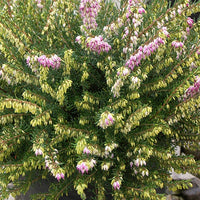 Erica darleyensis Darley Dale - Winterheide 'Darley Dale' - Heidekraut