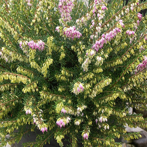 Erica darleyensis Darley Dale - Winterheide 'Darley Dale' - Heidekraut