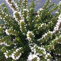 Winterheide 'White Perfection' - Erica darleyensis White Perfection - Bakker