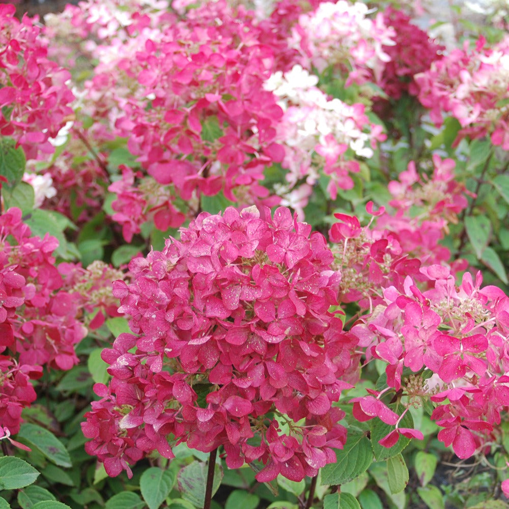 Rispenhortensie 'Diamant Rouge'® - Hydrangea paniculata diamant rouge ® 'rendia' - Bakker