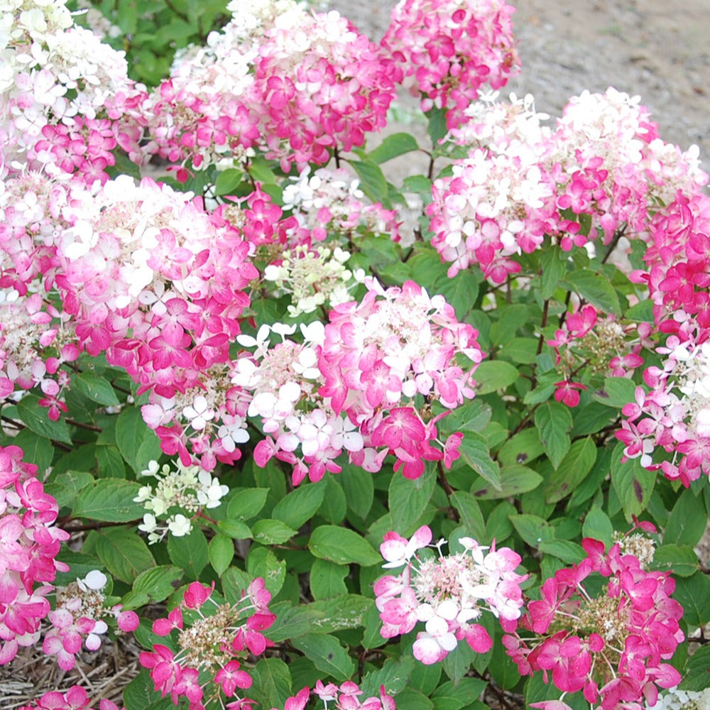 Hydrangea paniculata diamant rouge ® 'rendia' - Rispenhortensie 'Diamant Rouge'® - Rispenhortensie