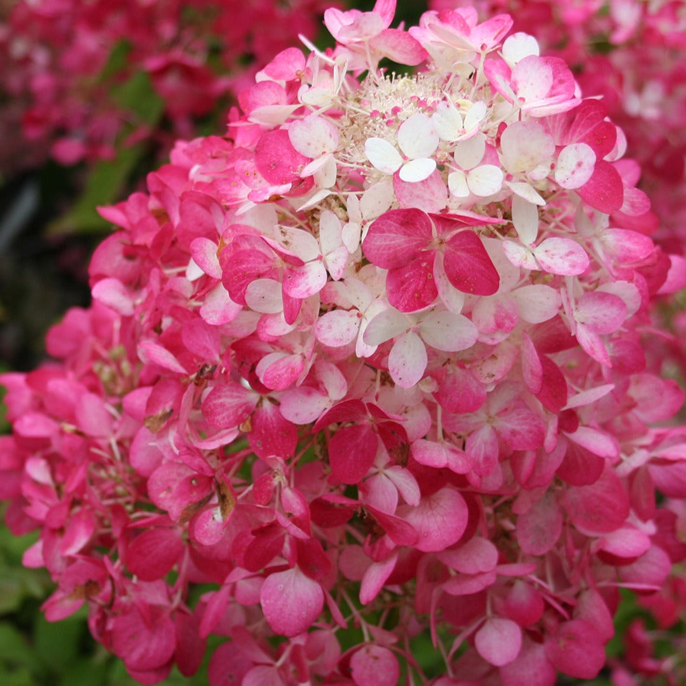Rispenhortensie - Rispenhortensie 'Diamant Rouge'® - Hydrangea paniculata diamant rouge ® 'rendia'