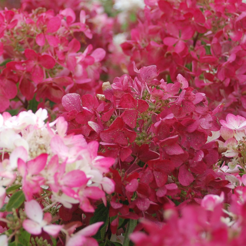 Verkauf Rispenhortensie 'Diamant Rouge'® - Hydrangea paniculata diamant rouge ® 'rendia'