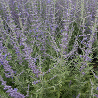 Salbei - Blauraute 'Blue Spire' - Perovskia atriplicifolia blue spire