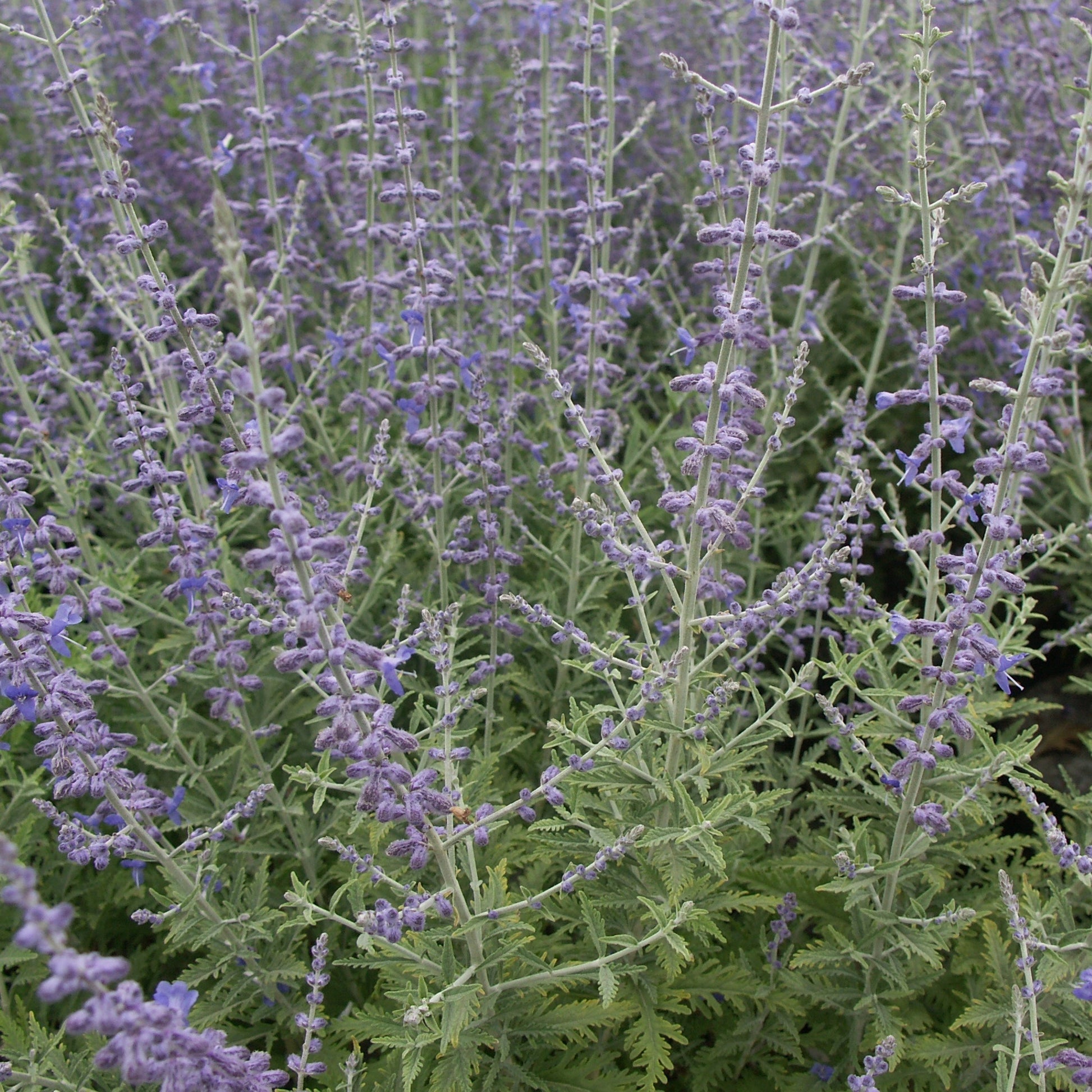 Salbei - Blauraute 'Blue Spire' - Perovskia atriplicifolia blue spire