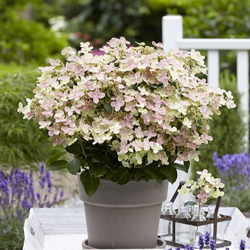 Rispenhortensie 'Polestar'® - Bakker
