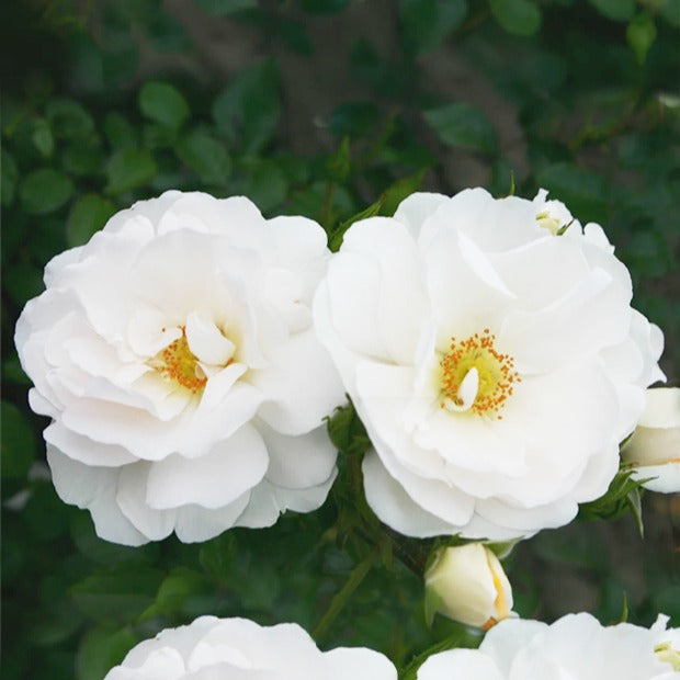 Kletterrose Hella - Rosa Hella - Bakker