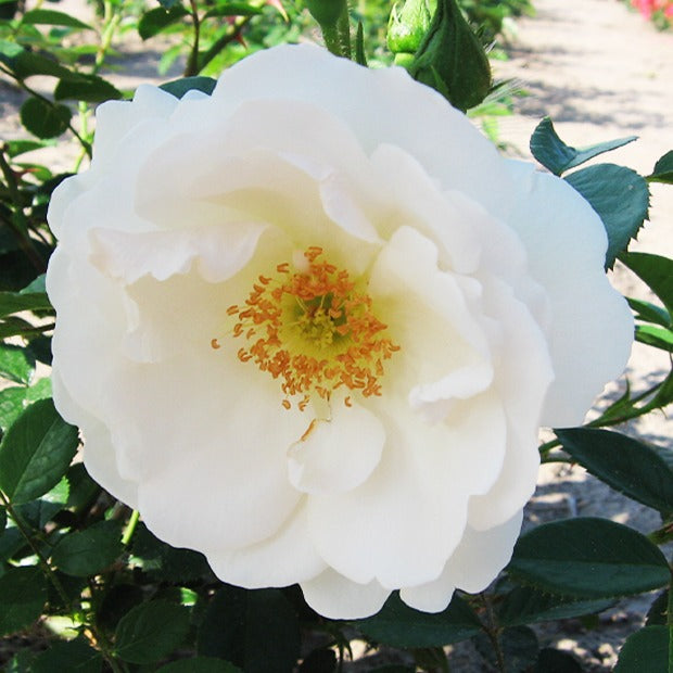 Kletterrose Hella - Bakker