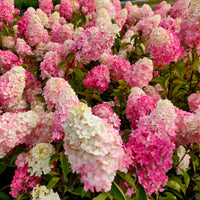 Rispenhortensie Fraise Melba® 'Renba' - Hydrangea paniculata fraise melba ® ‘renba’ - Bakker