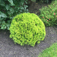 Lebensbaum Mirjam - Thuja occidentalis Mirjam - Bakker